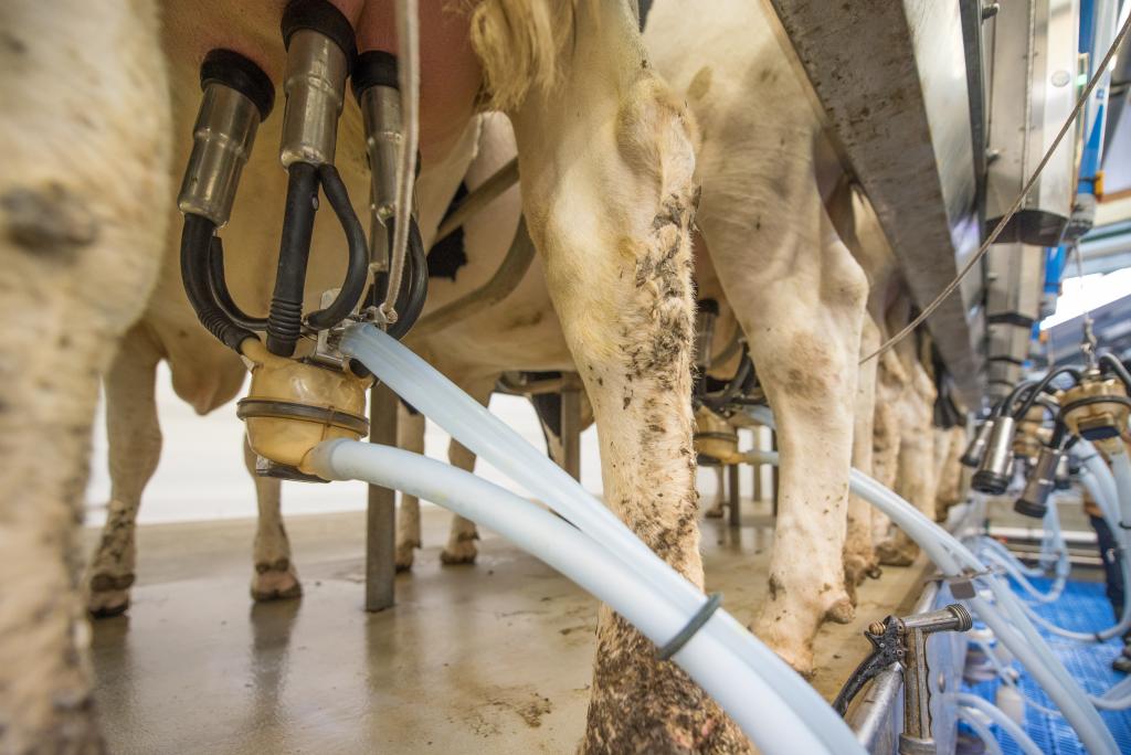 Huemer Bodenbeschichtungen für Melkstände Huemer Bodenbeschichtungen für Melkstände